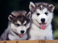 /album/doggiesmax/m-perros-husky-siberiano-html-2-jpg/