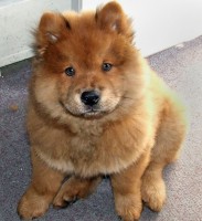/album/doggiesmax/perros-chow-chow-jpg/